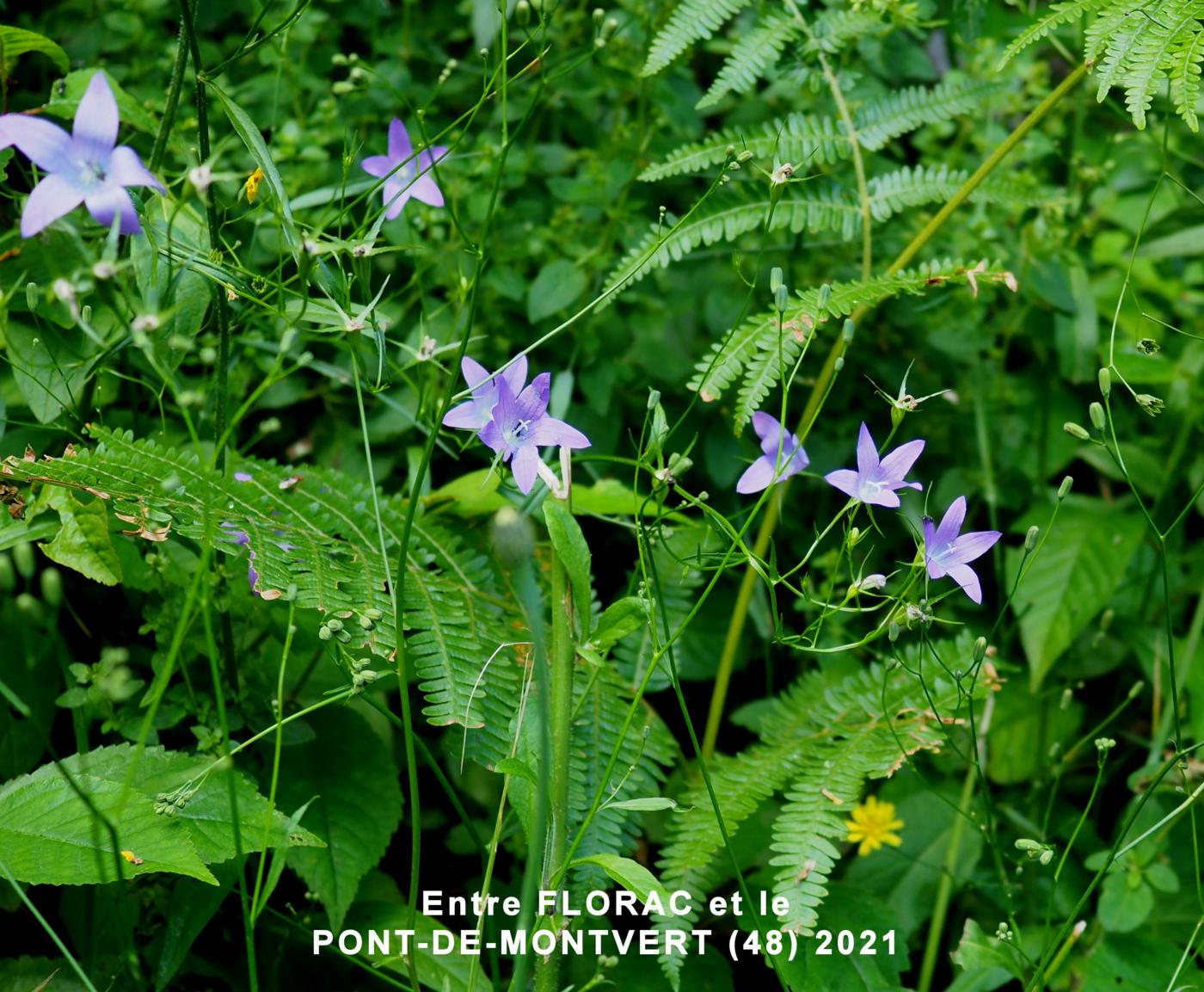 Bellflower, Spreading plant